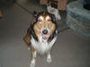 Langhaarcollie Hund