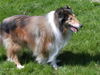 Langhaarcollie Hund