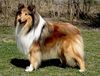 Langhaarcollie Foto: Prince oif Sunlight Nice Future zobel -weiss rüde (ID 35951) Langhaarcollie Hund