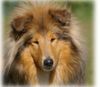 Langhaarcollie Foto: Prince oif Sunlight Quenchless Love zobel -weiss rüde (ID 35952) Langhaarcollie Hund