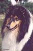 Langhaarcollie Foto: Prince oif Sunlight Black Charm Ciwtiwa tricolor hündin (ID 35956) Langhaarcollie Hund