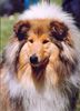 Langhaarcollie Foto: Prince oif Sunlight Key to my Heart zobel-weiss hündin (ID 35957) Langhaarcollie Hund