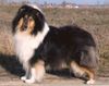 Langhaarcollie Foto: Prince oif Sunlight Love at First Sight tricolor hündin (ID 35958) Langhaarcollie Hund