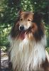Langhaarcollie Hund