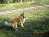Langhaarcollie Hund