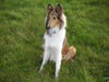 Langhaarcollie Foto: Chica geb. am 16.12.2005 (ID 35094) Langhaarcollie Hund