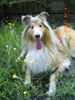 Langhaarcollie Foto: Puppi(Tiffy)vom Zillegarten (ID 29670) Langhaarcollie Hund