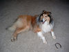 Langhaarcollie Hund