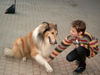 Langhaarcollie Hund