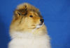 Langhaarcollie Foto: Anakin Skywalker 11 Wochen alt (ID 36964) Langhaarcollie Hund
