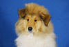 Langhaarcollie Foto: Anakin Skywalker 11 Wochen alt (ID 36965) Langhaarcollie Hund