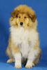 Langhaarcollie Foto: Anakin Skywalker 11 Wochen alt (ID 36966) Langhaarcollie Hund