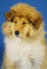 Langhaarcollie Foto: Anakin Skywalker 11 Wochen alt (ID 36967) Langhaarcollie Hund