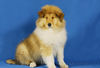 Langhaarcollie Foto: Alisha 11 Wochen alt (ID 36968) Langhaarcollie Hund