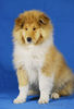 Langhaarcollie Foto: Alisha 11 Wochen alt (ID 36969) Langhaarcollie Hund