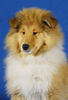 Langhaarcollie Foto: Alisha 11 Wochen alt (ID 36970) Langhaarcollie Hund