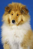 Langhaarcollie Foto: Alisha 11 Wochen alt (ID 36971) Langhaarcollie Hund