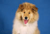 Langhaarcollie Foto: Alisha 11 Wochen alt (ID 36972) Langhaarcollie Hund