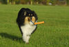 Langhaarcollie Foto: Sunny (ID 34633) Langhaarcollie Hund