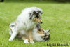 Langhaarcollie Foto: Grrrrrrrrrrrrrrrrrrrrrh! (ID 34175) Langhaarcollie Hund