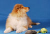 Langhaarcollie Foto: Acky 11 Wochen alt (ID 36973) Langhaarcollie Hund