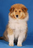 Langhaarcollie Foto: Acky 11 Wochen alt (ID 36974) Langhaarcollie Hund