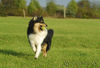 Langhaarcollie Foto: Sunny (ID 34634) Langhaarcollie Hund