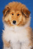 Langhaarcollie Foto: Acky 11 Wochen alt (ID 36975) Langhaarcollie Hund