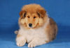 Langhaarcollie Foto: Acky 11 Wochen alt (ID 36976) Langhaarcollie Hund