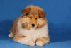 Langhaarcollie Foto: Ice Age 11 Wochen alt (ID 36977) Langhaarcollie Hund