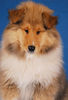 Langhaarcollie Foto: Ice Age 11 Wochen alt (ID 36979) Langhaarcollie Hund