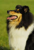 Langhaarcollie Foto: Sunny (ID 34635) Langhaarcollie Hund