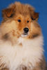 Langhaarcollie Foto: Ice Age 11 Wochen alt (ID 36980) Langhaarcollie Hund