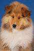 Langhaarcollie Foto: Ice Age 11 Wochen alt (ID 36981) Langhaarcollie Hund