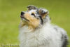 Langhaarcollie Foto: Silver (ID 34176) Langhaarcollie Hund