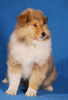 Langhaarcollie Foto: Ice Age 11 Wochen alt (ID 36984) Langhaarcollie Hund