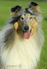 Langhaarcollie Foto: Lacy (ID 34636) Langhaarcollie Hund
