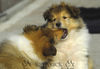 Langhaarcollie Foto: Wooooo hast Du mein Leckerli??? (ID 34192) Langhaarcollie Hund