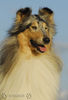 Langhaarcollie Foto: Lacy (ID 34637) Langhaarcollie Hund