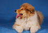 Langhaarcollie Foto: Ashley 11 Wochen alt (ID 36989) Langhaarcollie Hund