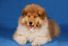Langhaarcollie Foto: Ashley 11 Wochen alt (ID 36990) Langhaarcollie Hund