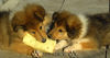 Langhaarcollie Foto: Der Käse schmecht aber komisch (ID 34193) Langhaarcollie Hund