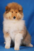 Langhaarcollie Foto: Ashley 11 Wochen alt (ID 36991) Langhaarcollie Hund