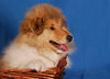 Langhaarcollie Foto: Ashley 11 Wochen alt (ID 36993) Langhaarcollie Hund