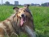 Langhaarcollie Foto: Lyka (ID 24880) Langhaarcollie Hund