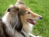 Langhaarcollie Foto: Collie Anka an einem schönen Sommertag (ID 14396) Langhaarcollie Hund