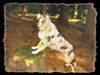 Langhaarcollie Hund
