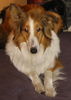 Langhaarcollie Hund