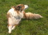 Langhaarcollie Foto: bele (ID 35311) Langhaarcollie Hund