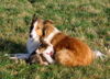 Langhaarcollie Foto: Collies vom Hof Marcardsmoor (ID 41660) Langhaarcollie Hund